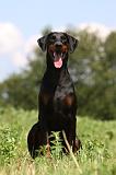 DOBERMANN 1257